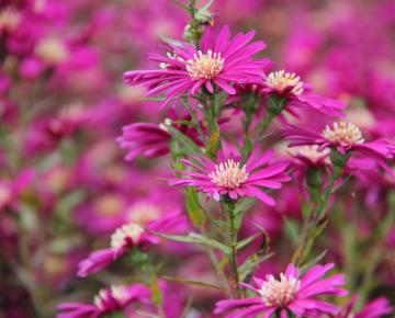 Aster novi-belgii 'Winston Churchill'