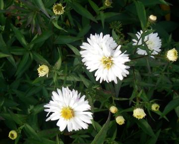 Aster novi-belgii 'White Ladies'