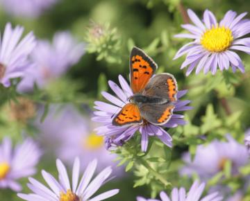Aster oblongifolius 'October Skies'