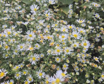Aster pilosus