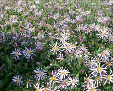 Aster pyrenaeus 'Lutetia'