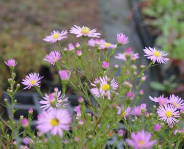 Aster universum 'Pink Star'