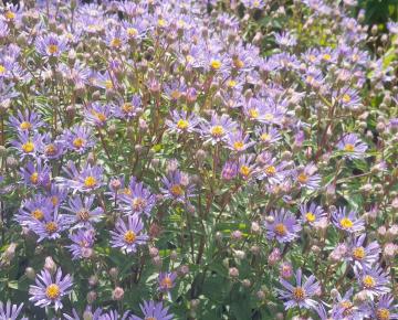 Aster radula 'August Sky'