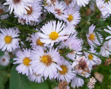 Aster JS® 'Runner'