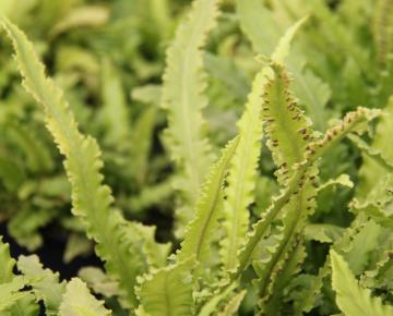 Asplenium scolopendrium 'Angustifolium'