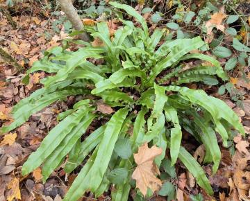 Asplenium scolopendrium