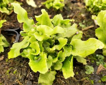 Asplenium scolopendrium 'Cristatum'