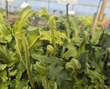 Asplenium scolopendrium 'Cristatum'