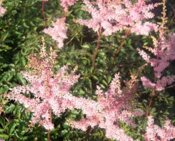 Astilbe simplicifolia 'Hennie Graafland'