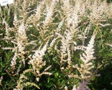 Astilbe simplicifolia 'Snow Sprite'