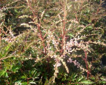 Astilbe simplicifolia 'Sprite'