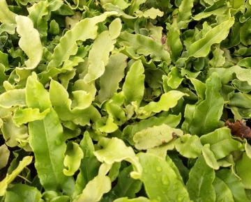 Asplenium scolopendrium 'Undulatum'
