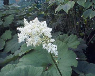 Astilboides tabularis