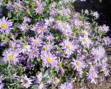 Aster thomsonii