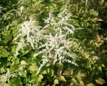 Astilbe thunbergii 'Prof. van der Wielen'
