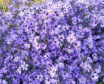 Aster 'Treffpunkt'