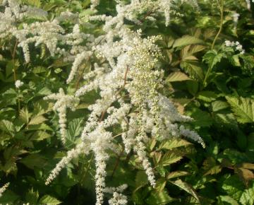 Astilbe thunbergii 'Straussenfeder'