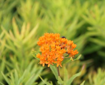 Asclepias tuberosa 'Orange'