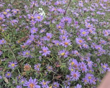 Aster turbinellus