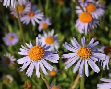 Aster tongolensis 'Wartburgstern'