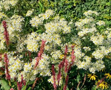 Aster umbellatus 'Weisser Schirm'