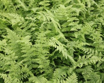 Athyrium filix-femina