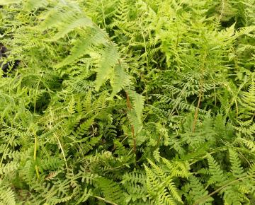 Athyrium filix-femina 'Lady in red'