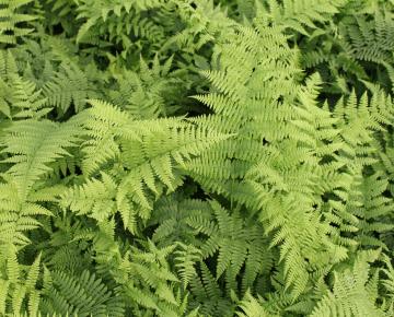 Athyrium filix-femina 'Rotstiel'