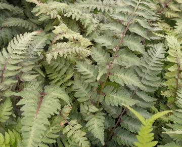 Athyrium niponicum 'Burgundy Lace'
