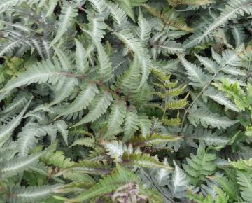 Athyrium niponicum 'Metallicum'