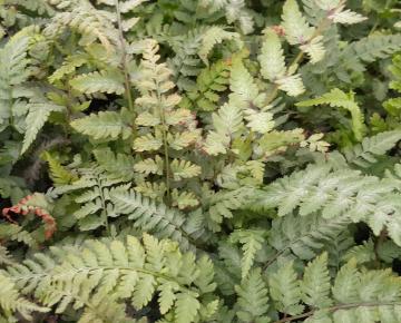 Athyrium niponicum 'Red Beauty'