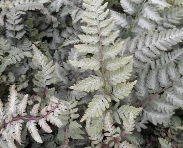 Athyrium niponicum 'Silver Falls'