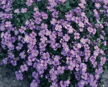 Aubrieta 'Cascade Blue'