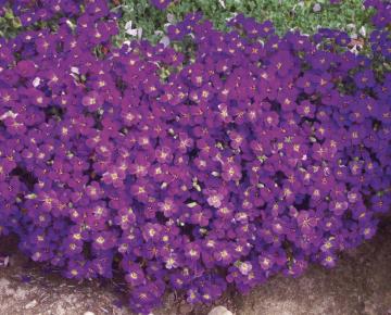 Aubrieta 'Cascade Purple'