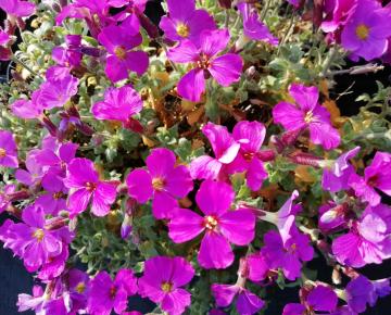 Aubrieta 'Cascade Red'