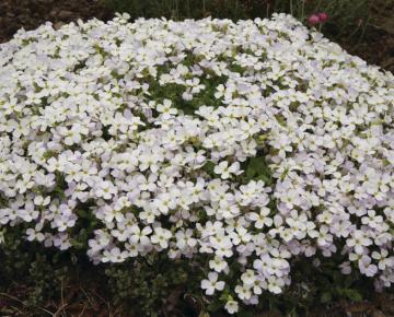Aubrieta deltoides 'Alba'