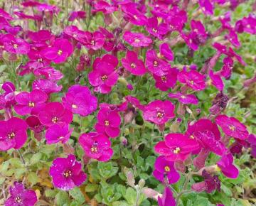Aubrieta deltoides  'Bressingham Red'