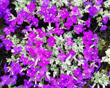 Aubrieta 'Dr. Mules Variegated'
