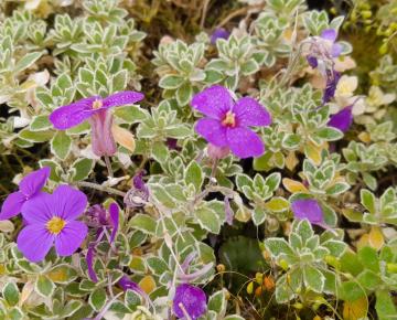 Aubrieta deltoides 'Silberrand'