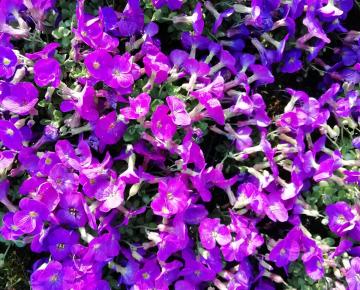 Aubrieta 'Kitte'