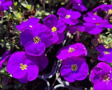 Aubrieta 'Kitte'