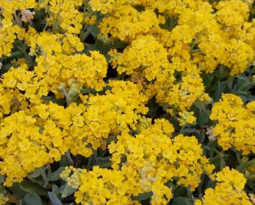 Aurinia saxatile 'Goldkugel' (Alyssum)