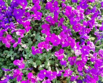 Aubrieta 'Whitewell Gem'