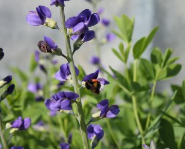 Baptisia australis