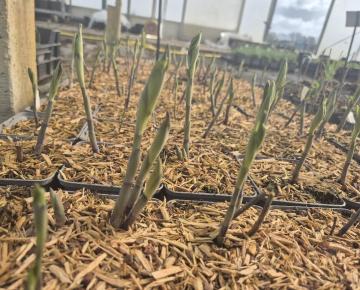 Baptisia decadence 'Blue Bubbly'