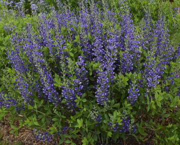 Baptisia decadence 'Blueberry Sunday'