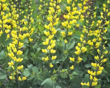 Baptisia decadence 'Lemon Meringue'