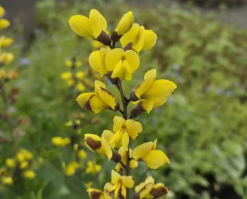 Baptisia decadence 'Lemon Meringue'