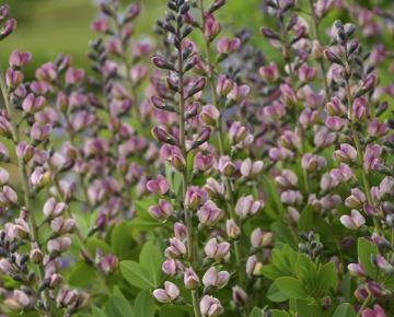 Baptisia decadence 'Pink Truffles'
