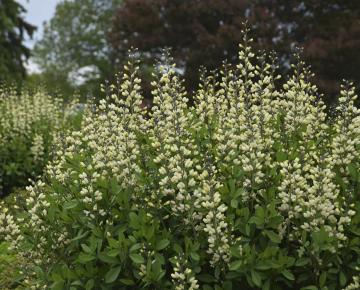 Baptisia decadence 'Vanilla Cream'